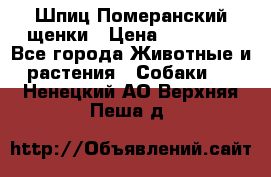 Шпиц Померанский щенки › Цена ­ 25 000 - Все города Животные и растения » Собаки   . Ненецкий АО,Верхняя Пеша д.